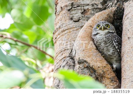 Spotted owlet in nature, Thailand 18835519