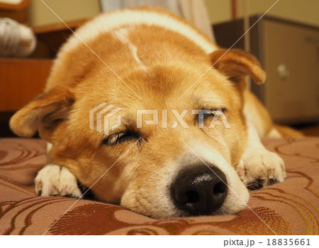 昼寝 18835661