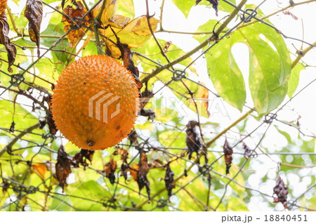 Spiny Bitter Gourd (Momorodica Cochinchinensis) 18840451