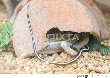 Cave Dwelling Snake (Elaphe taeniura ridleyi) Cave Dwelling Snake (Elaphe taeniura ridleyi) 18840524