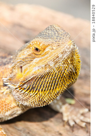Central bearded dragon 18840529