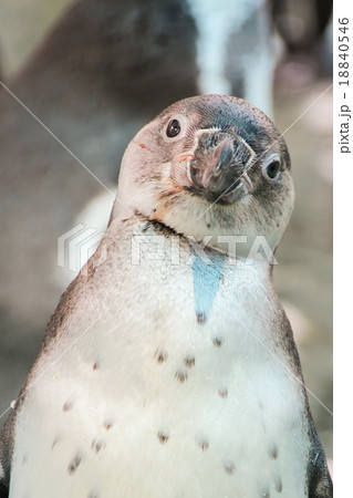 Penguin (Spheniscus humboldti) 18840546