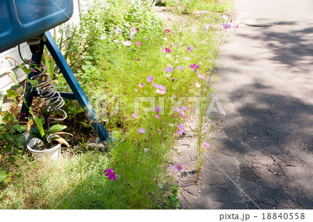 道端に咲くコスモス 18840558