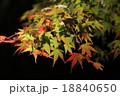 紅葉ライトアップ１　 18840650