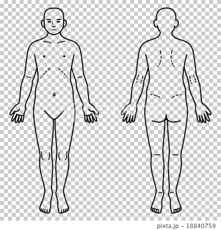 人体 正面と背面のイラスト素材