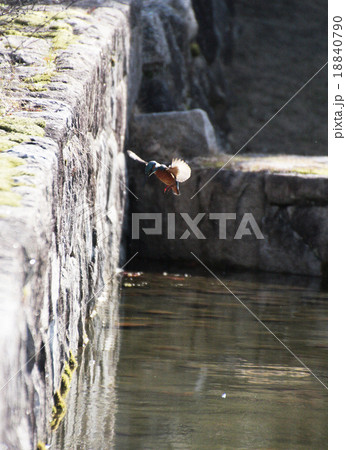 かわせみ 18840790