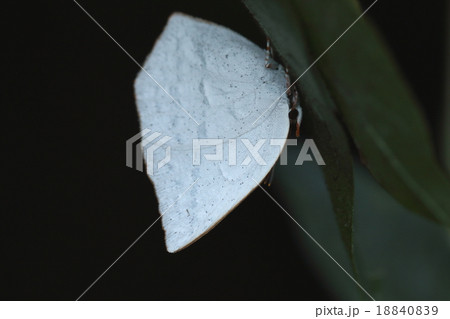 生き物　昆虫　ウラギンシジミ、大きめで存在感のあるシジミチョウ。止まっていると白が目立ちます 18840839