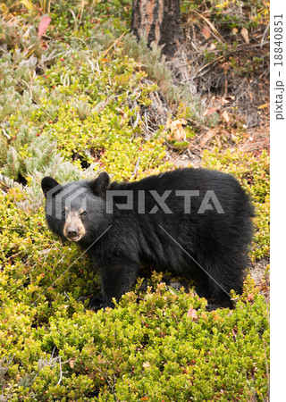Black bear in Jasper National Park, Canada 18840851
