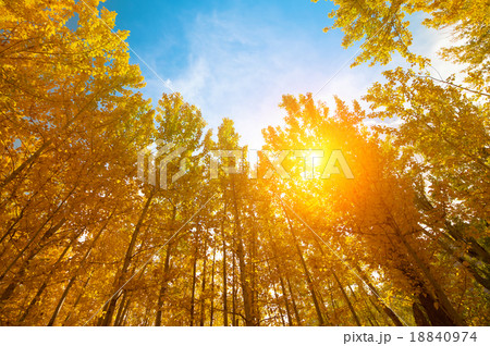 Aspen Trees in autumn seasons 18840974