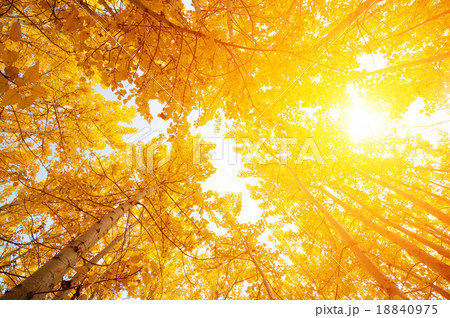 Fall Aspen Trees 18840975