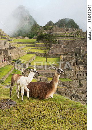 Llama at Machu Picchu, Peru Llama at Machu Picchu, Peru 18841044