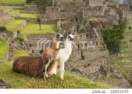Llama at Machu Picchu, Peru 18841045