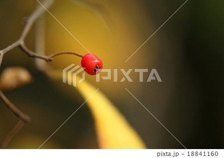 自然　植物　カマツカ、赤い実は甘くておいしいそうです。誰かが食べたのか一つだけ残っていました 18841160