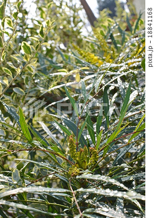 マホニアコンフーサのつぼみ 18841168