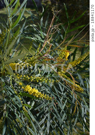 マホニアコンフーサの花 18841170