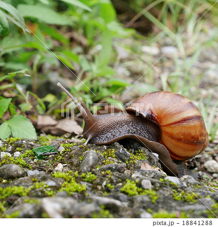 The snail crawling on ground in a garden. 18841288