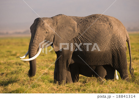 african elephant in the wild african elephant in the wild 18841314