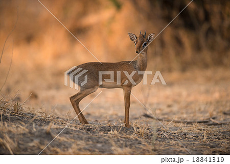 Kirk's Dik-Dik in Serengeti National Park 18841319