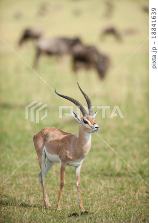 Grant's gazelle (Nanger granti) in the wild Grant's gazelle (Nanger granti) in the wild 18841639
