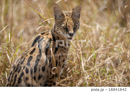 African Serval African Serval 18841642
