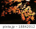 紅葉のライトアップ 18842012