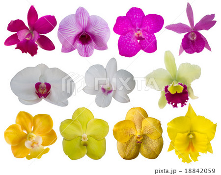 orchids 18842059