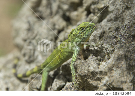 キノボリトカゲ 18842094