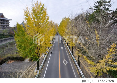 いちょう並木（奈良県天理市） 18842920