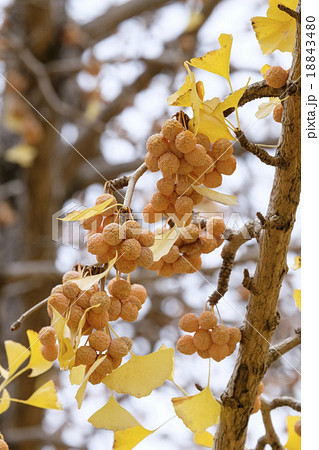 ギンナン ぎんなん 銀杏 ギンナン ぎんなん 銀杏 18843480
