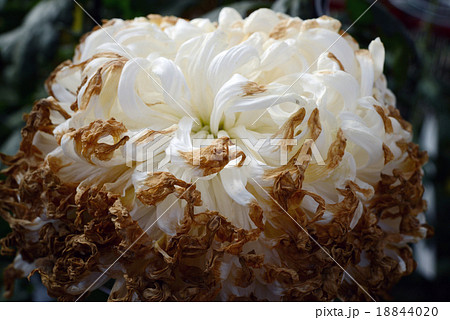 枯れた菊の大輪の写真素材 1440