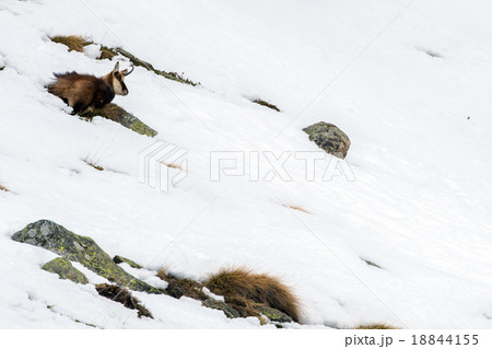 chamois deer on snow portrait chamois deer on snow portrait 18844155