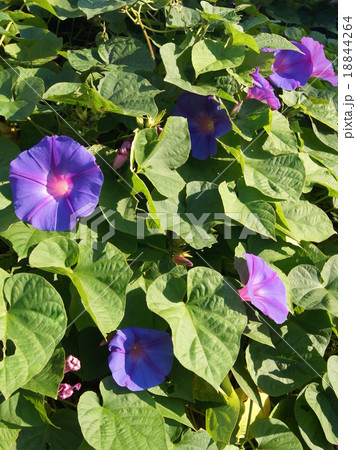 宿根朝顔；琉球朝顔；野朝顔 18844264