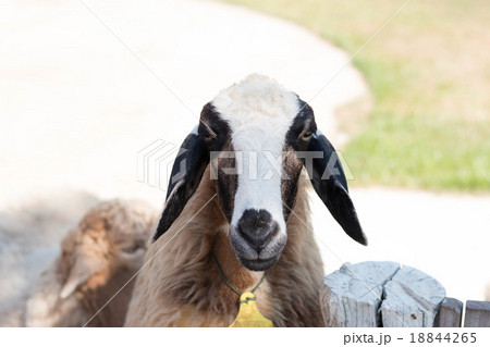 cute sheep in farm 18844265