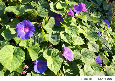 宿根朝顔；琉球朝顔；野朝顔 18844300