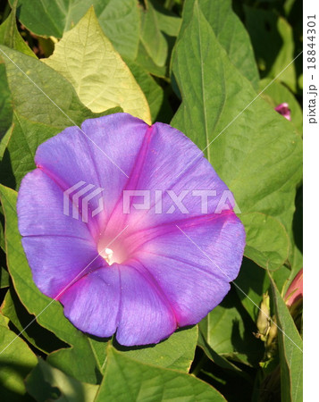 宿根朝顔；琉球朝顔；野朝顔 18844301