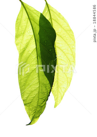 fresh leaf isolate fresh leaf isolate 18844586