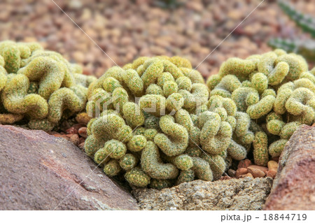 Group of Cactus. 18844719