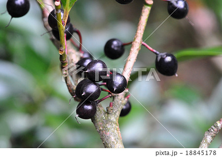 サカキの実 18845178