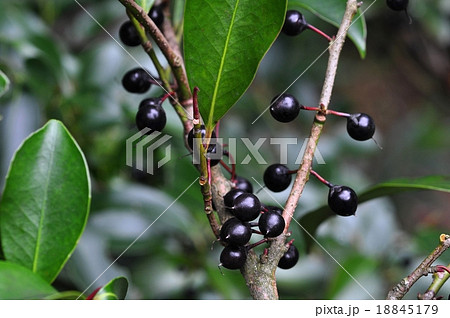 サカキの実 サカキの実 18845179