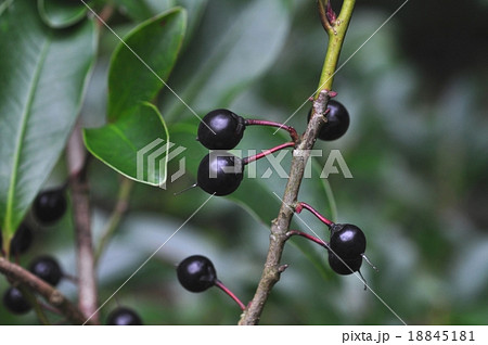 サカキの実 サカキの実 18845181