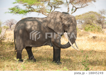 african elephant in the wild 18845249