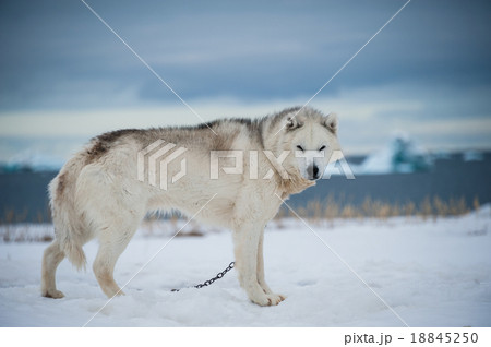 Greenland dog 18845250