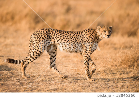 Cheetah in Serengeti National Park, Tanzania 18845260
