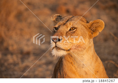 Female lion in Serengeti National Park, Tanzania 18845267