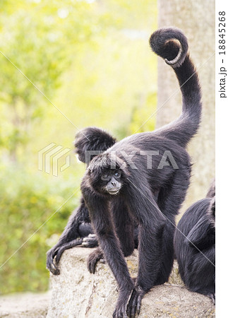 クロクモザル  18845268