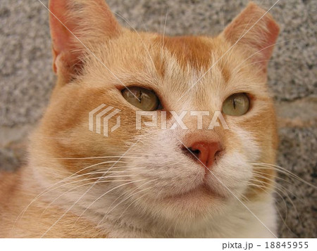 シンガポールの野良猫　ボス 18845955