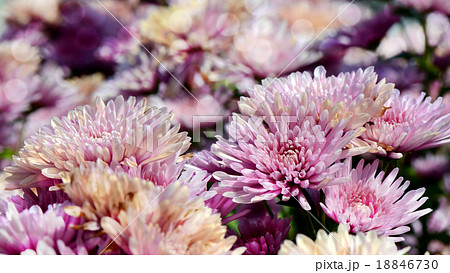 Pink Chrysanthemum  in closed-up. 18846730