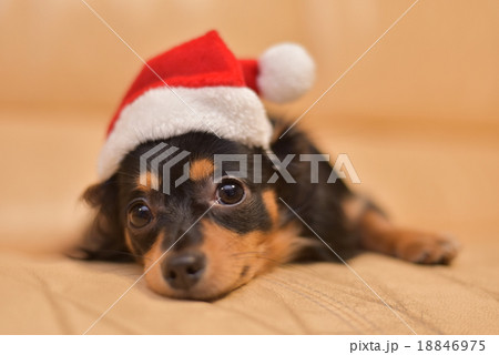 サンタ犬 18846975