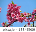 寒緋桜 18846989