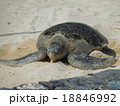 ウミガメ 18846992